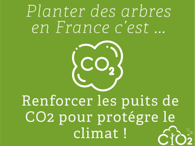 Capter le CO2 émis par votre serveur en plantant 18 arbres - OVHcloud Marketplace